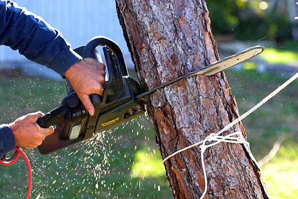 How Our Tree Care Process Works  in  Blaine, WA